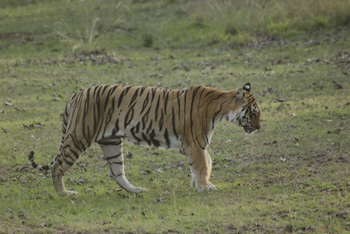 Tathastu Resort Pench: Junger Tiger