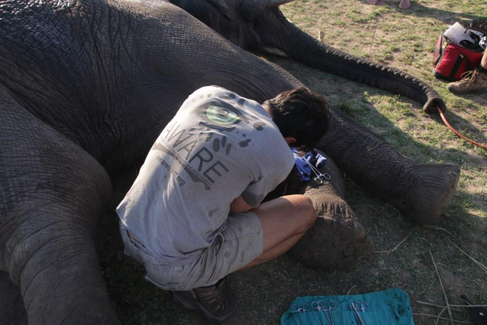 Tierärztliche Versorgung eines Elefanten mit Schussverletzung Tierärztliche Versorgung eines Elefanten mit Schussverletzung