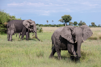 Tubu Tree Camp: Aufmerksamer Elefant