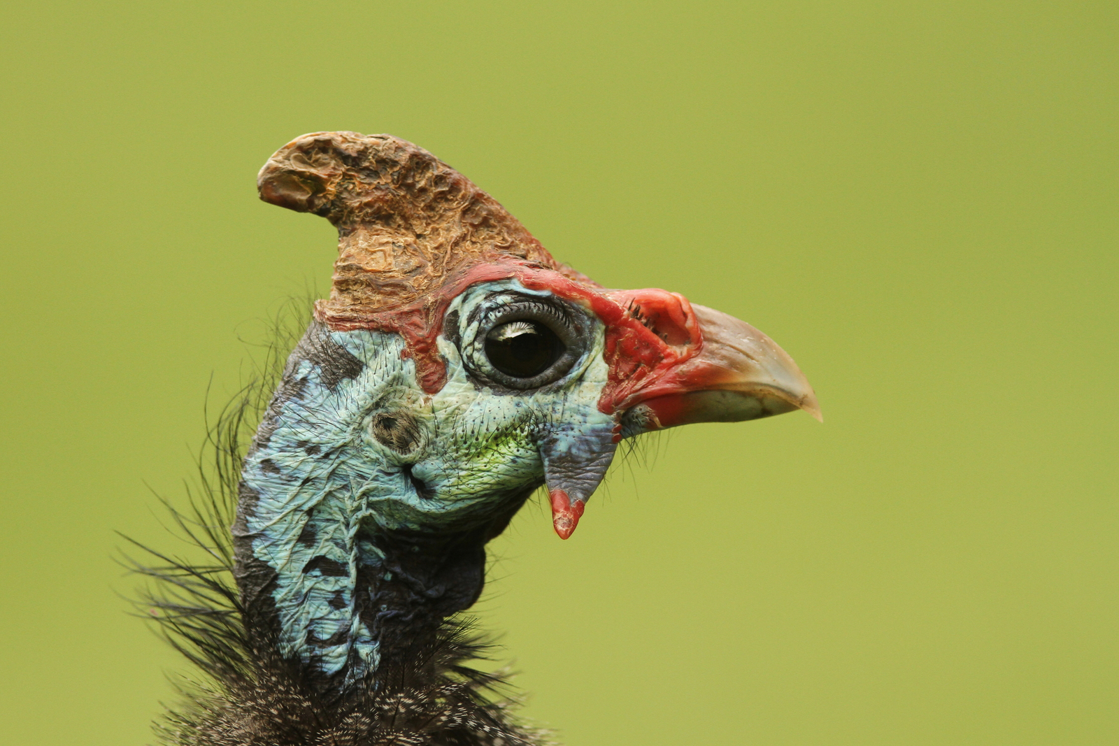 andBeyond Sandibe Okavango Safari Lodge andBeyond Sandibe Okavango Safari Lodge: Helmperlhuhn