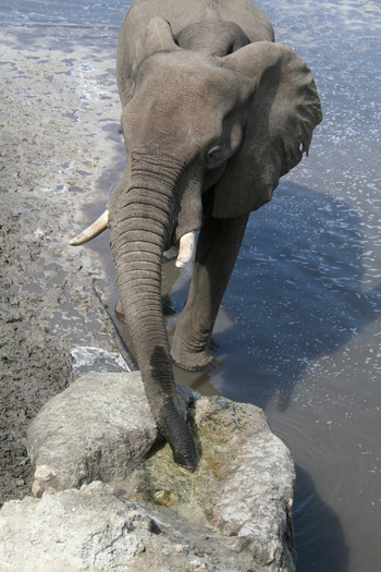 Boteti River Camp: Elefant am Brunnen
