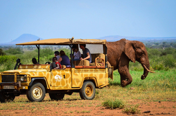 Campi ya Kanzi: Game Drive
