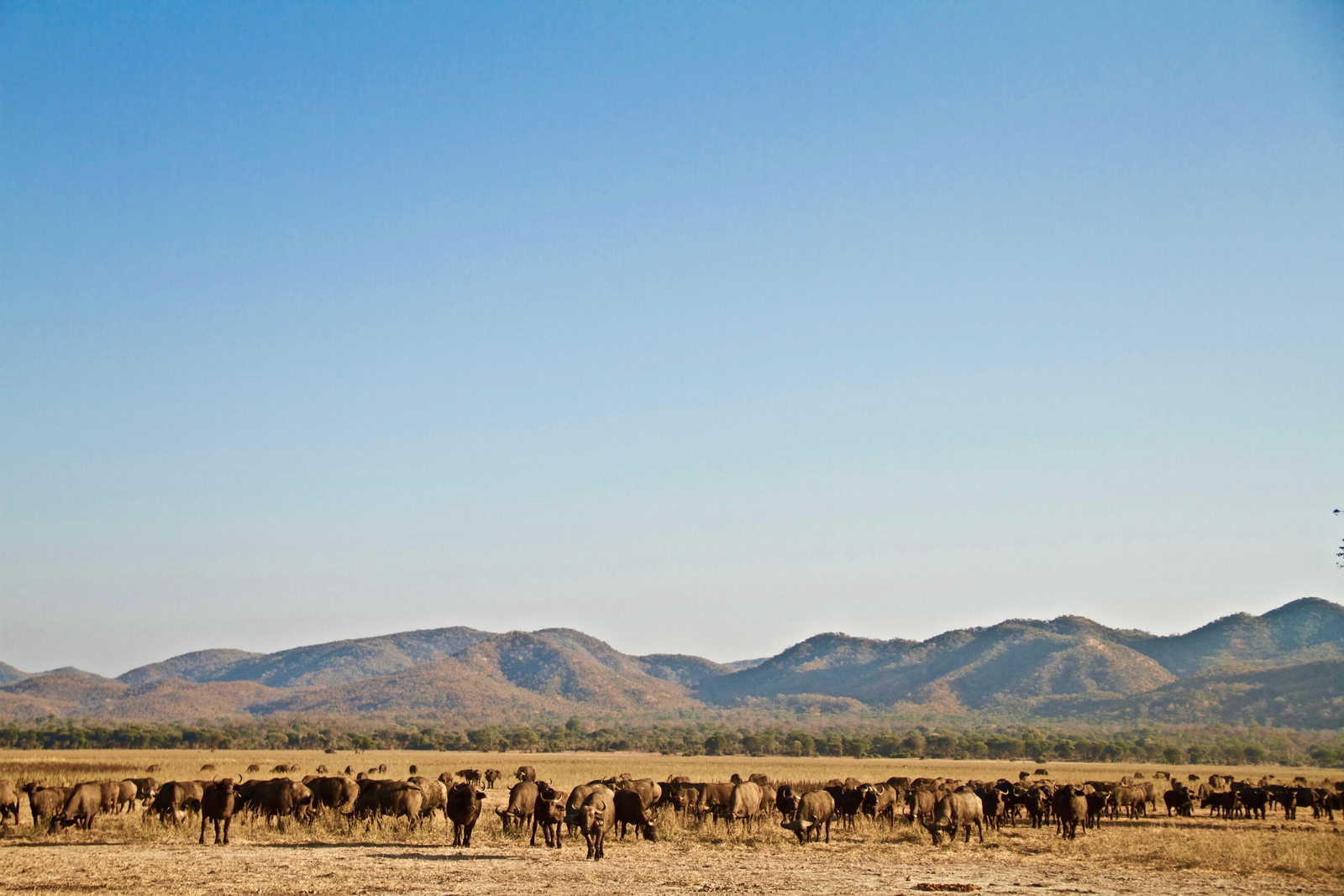 Classic Zambia Safaris Classic Zambia Safaris: Landschaft
