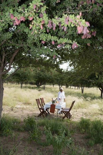 Dinaka Lodge: Unter einer Akazie