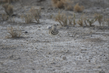 Dolomite Camp: Double Banded Courser