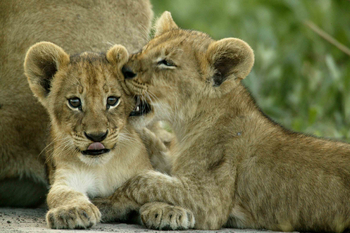 Duba Plains Camp: Soziale Gesten