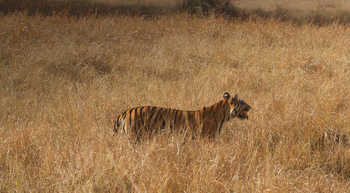 Flame of the Forest Safari Lodge: Tiger im Gras