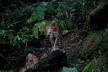 Forsyth Lodge Forsyth Lodge: Leopard im Wald