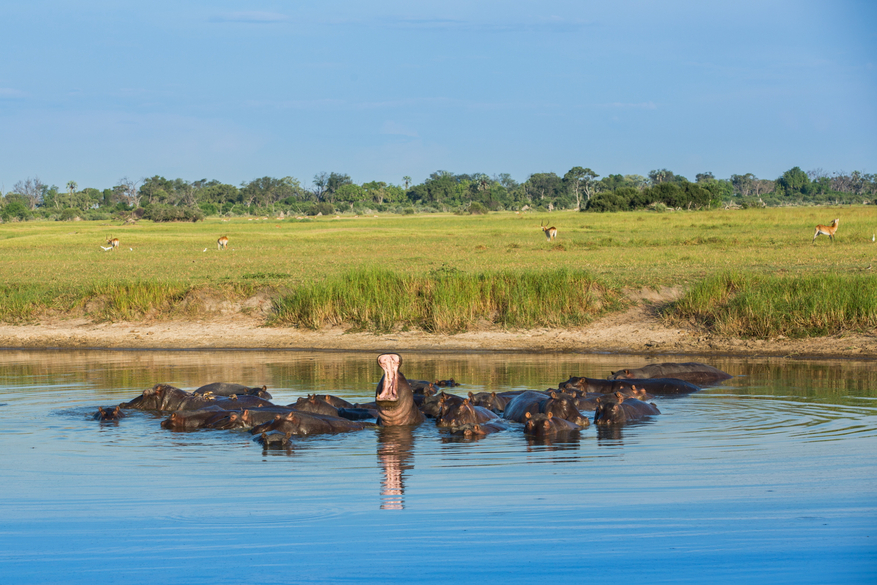 Gomoti Plains Camp