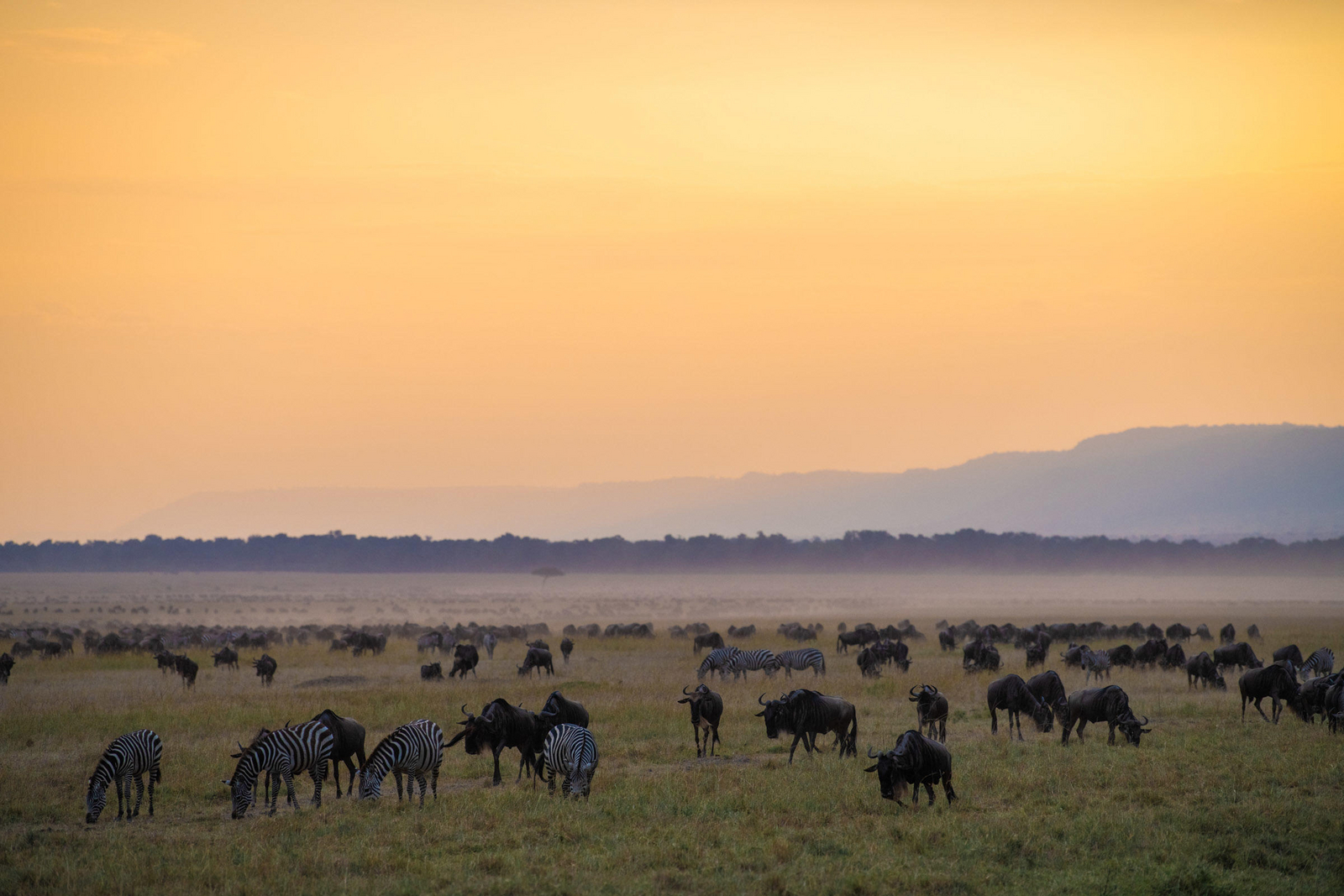 Governors' Il Moran Camp Governors' Il Moran Camp: Gnuherde