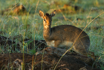 Karen Blixen Camp: Dik Dik