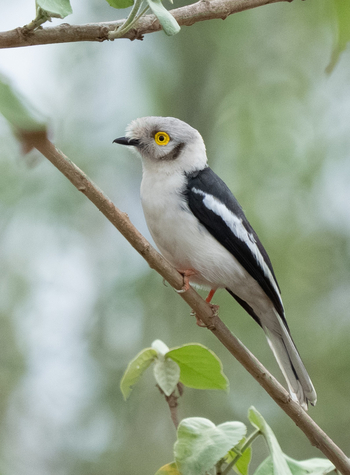 Katambuga House: Weißschopf-Brillenwürger