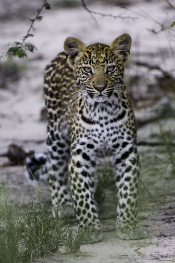Kwetsani Camp: Leopard