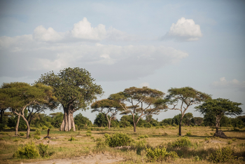 Little Chem Chem: Savanne