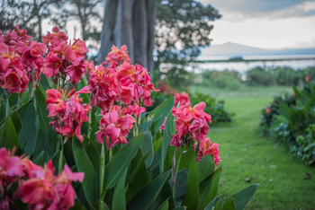 Loldia House: Lilien