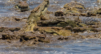 Luambe Camp: Nilkrokodile mit Aas
