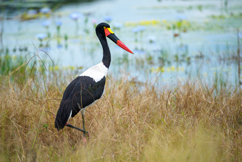 Muddy Teak Camp: Sattelstorch im Gras