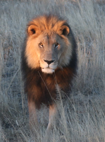 Naankuse Lodge: Männlicher Löwe