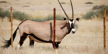 Namtib Desert Lodge: Gemsbock am Weidezaun