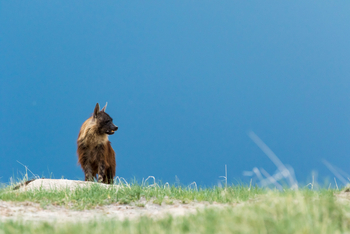 Camp Kalahari Camp Kalahari: Braune Hyäne vor dunklem Himmel