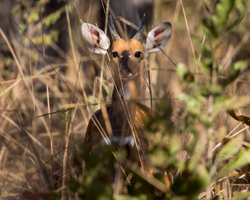 Ntemwa Busanga Bushcamp Ntemwa Busanga Bushcamp: Bush Buck