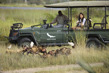 Nxabega Okavango Tented Camp: Wildhunde über ihrer Beute