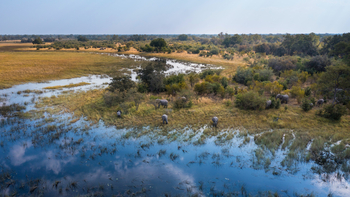 Okavango Explorers Camp Okavango Explorers Camp: Elefanten am Spillway
