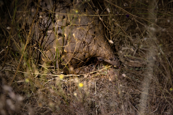 Okonjima Plains Camp: Schuppentier