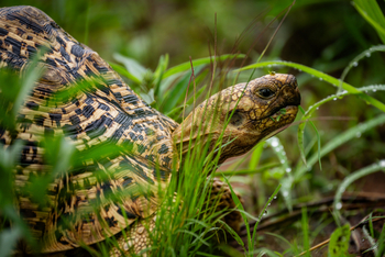 Olkeri Camp: Schildkröte