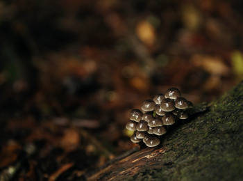 One and Only Nyungwe House: Pilze