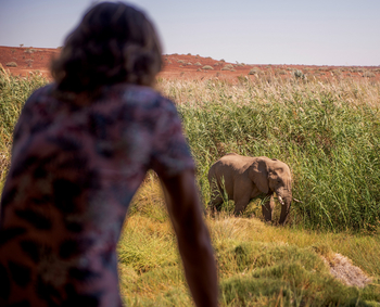 Palmwag Lodge Palmwag Lodge: Elefant im Schilf