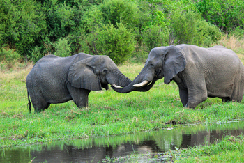 Roots and Journeys: Elefanten