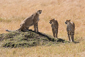 Saruni Eagle View Saruni Eagle View: Geparden