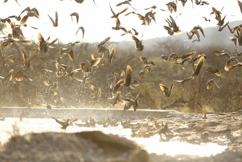 Saruni Rhino Camp: Vogelschwarm am Wasser