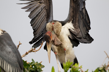 Shinde Footsteps Shinde Footsteps: Marabu