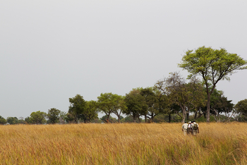 Shinde Lodge Shinde Lodge: Walking Safari