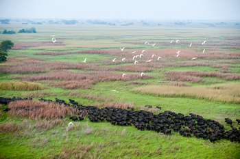 Shumba Camp Shumba Camp: Große Büffelherde