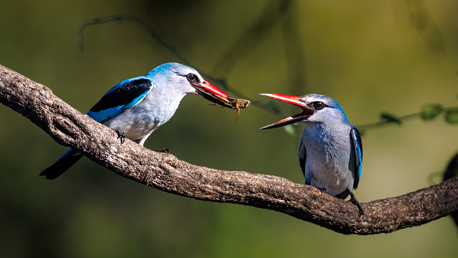 Tanda Tula Safari Camp Tanda Tula Safari Camp: Woodland Kingfishers