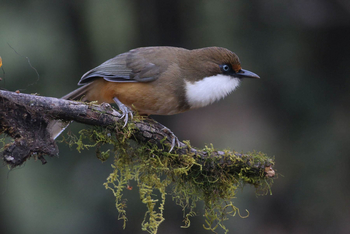 Vanghat: White throated Babbler