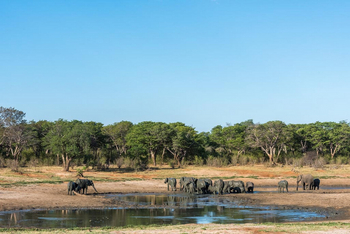 Verney's Camp: Elefanten am Wasserloch