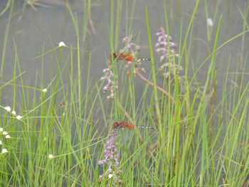 Wasa Lodge: Libellen