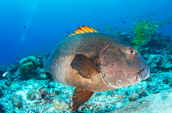 Alphonse Island Lodge: Giant Sweetlips
