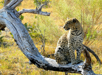 Atzaro Okavango Camp: Leopard