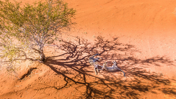 Bagatelle Kalahari Game Ranch: Ruhende Geparden