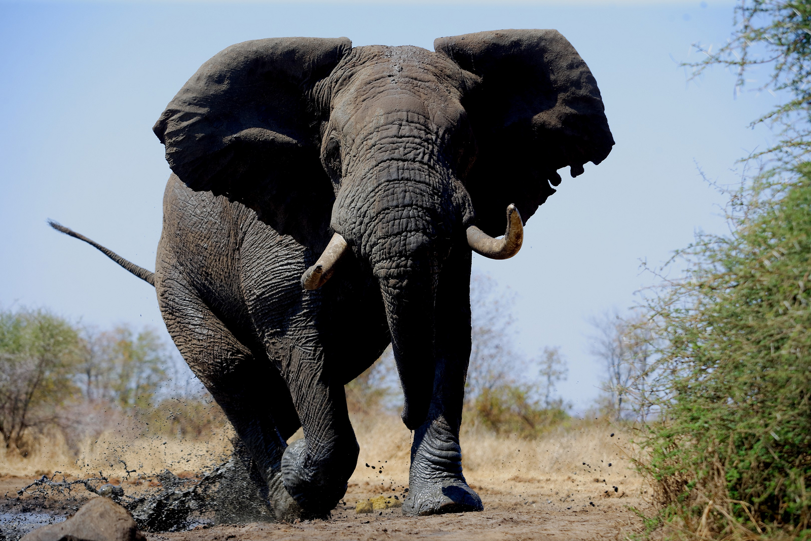 Cha Cha Metsi Camp Cha Cha Metsi Camp: Elefantenbulle