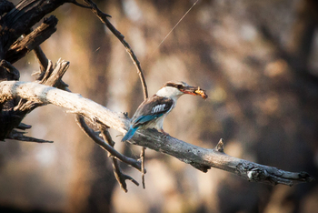 Chief's Island: Brown-hooded Kingfisher