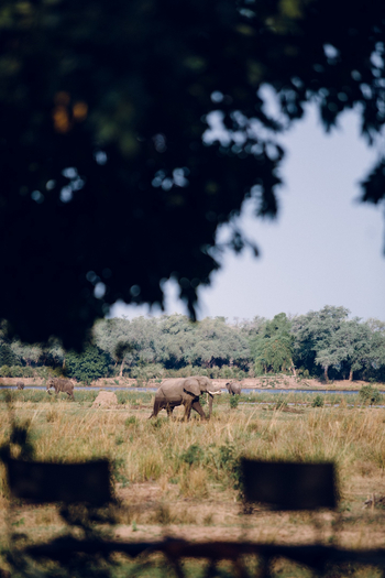 Classic Zambia Safaris Classic Zambia Safaris: Elefant