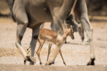 Dinaka Lodge: Impalas