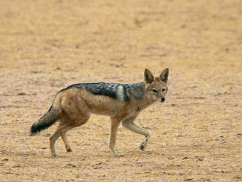 Doro Nawas Doro Nawas: Schabrackenschakal