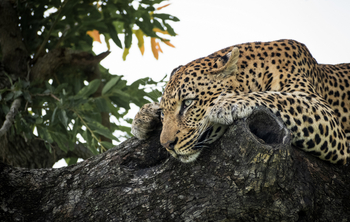 Dulini River: Ruhender Leopard